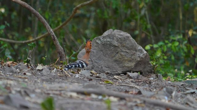 Eurasian Hoopoe (Upupa epops ) Birds forage on the forest floor.