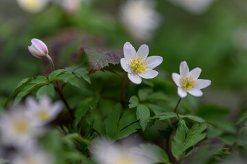 Fototapeta premium Beautiful wood anemone flowers growing in nature.