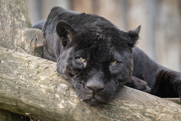 Resting adult black jaguar on a log. © lapis2380