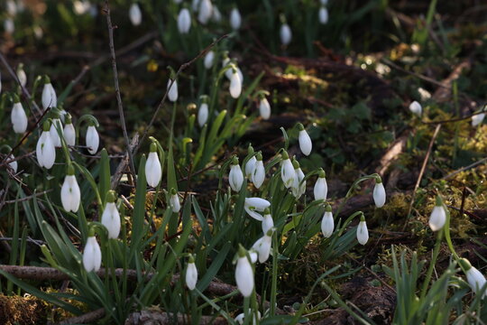 Snowdrops bloom in the forest in spring