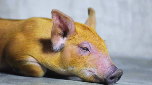 sleeping Brown piglet on the floor