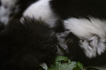 Fototapeta premium Close-up of a dozing black-and-white ruffed lemur's head on green leaves.