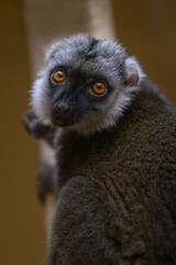 Fototapeta premium Close-up of a white-fronted brown lemur's face.