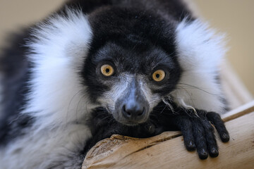 Fototapeta premium Portrait of a black-and-white ruffed lemur's head.