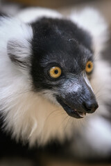 Fototapeta premium Portrait of a black-and-white ruffed lemur's head.