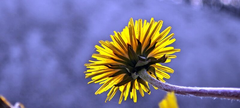 L&ouml;wenzahnbl&uuml;te von hinten