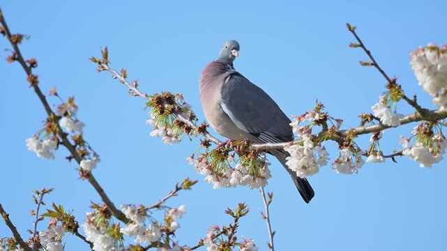 Wood pigeon grooming itself, preening its plumage, perched on a branch of a flowering cherry tree shaken by a light wind. Columba palumbus, Prunus avium, r&eacute;gion Centre, France, European Union, Europe