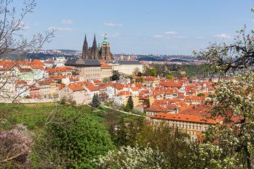 Obraz premium Spring Prague City with gothic Castle and the green Nature and flowering Trees, Czech Republic 