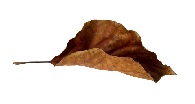Curled dry brown leaf	