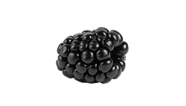 A closeup view of a single blackberry isolated on transparent background with a glossy exterior and numerous small drupelets