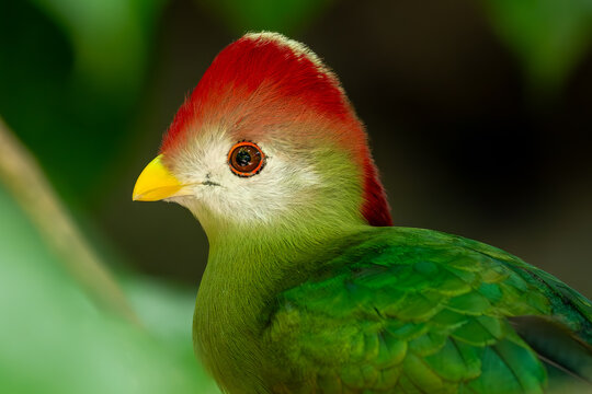 Red-crested Turaco - Tauraco erythrolophus, beautiful colored turaco bird endemic to the forests and woodlands of western Angola.