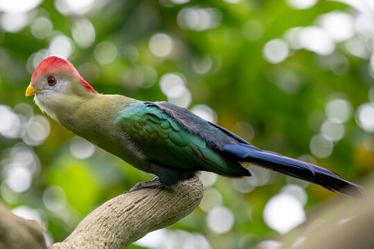 Red-crested Turaco - Tauraco erythrolophus, beautiful colored turaco bird endemic to the forests and woodlands of western Angola.