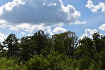 Fototapeta premium A minimalist view of the sky and trees.