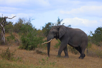 Obraz premium Afrikanischer Elefant / African elephant / Loxodonta africana