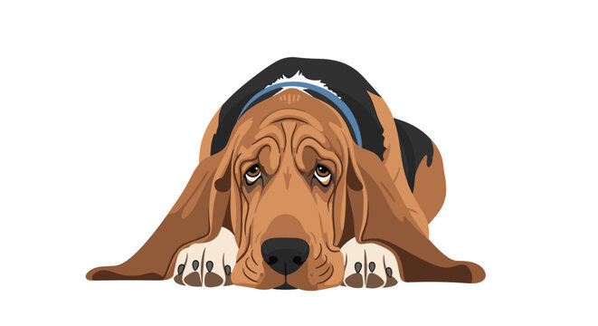 Sad and lonely Basset Hound dog with long ears and a sorrowful expression lies down on the floor waiting for its owner.