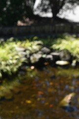 Fototapeta premium A dreamy view of a green leaves background along a river.