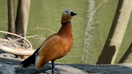 Colorful duck stands proudly by the tranquil waterside © aviavlad