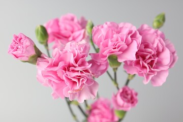 Fototapeta premium Beautiful carnation flowers on light grey background, closeup