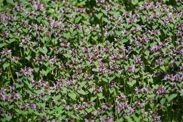 Fototapeta premium Blooming wildflowers dance in the gentle sunlight of springtime