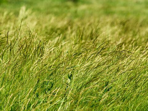 The foothills of the Southern Urals in early summer: the wind stirs the grass in the steppe.