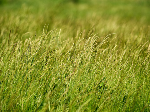 The foothills of the Southern Urals in early summer: the wind stirs the grass in the steppe.