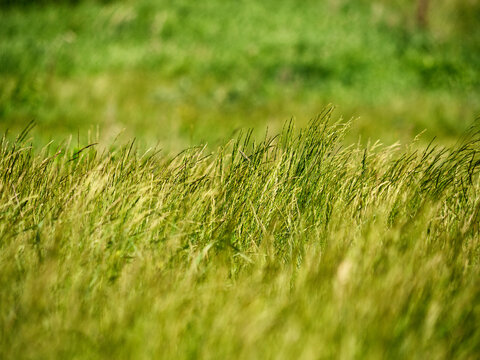 The foothills of the Southern Urals in early summer: the wind stirs the grass in the steppe.