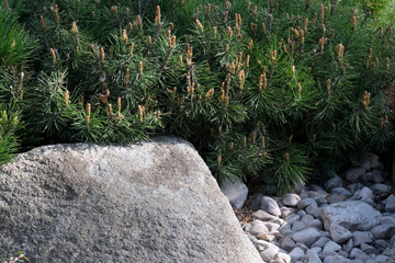 Serene garden scene with lush greenery and smooth stones © aviavlad