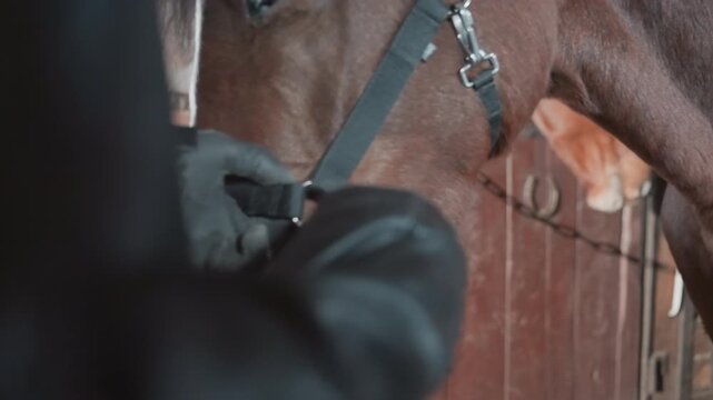 Brown horse wearing halter in stable, gloved handler fastening buckle and adjusting strap, closeup of mane and neck against wooden stall wall, calm mood showing trust during intimate grooming routine