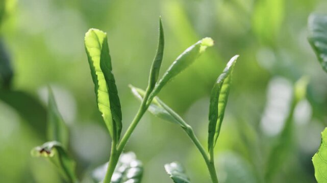 茶畑