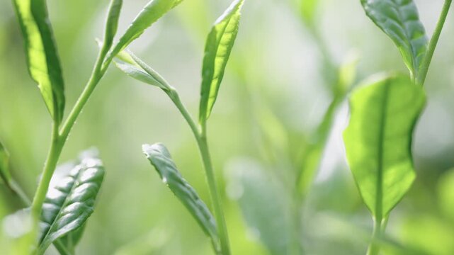 茶畑