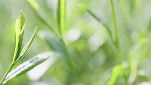 茶畑