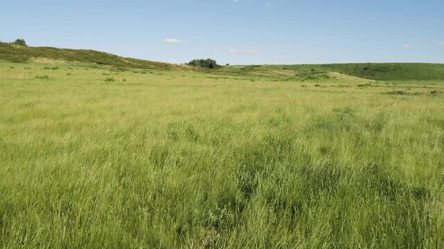 The foothills of the Southern Urals in early summer: the wind stirs the grass in the steppe.