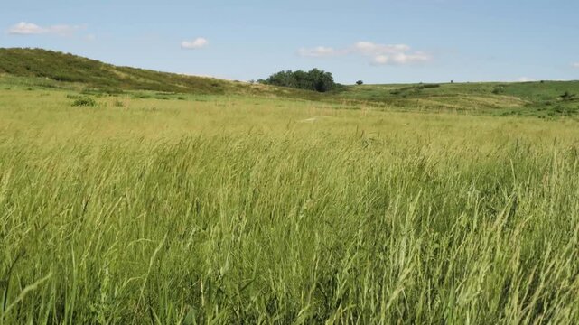 The foothills of the Southern Urals in early summer: the wind stirs the grass in the steppe.