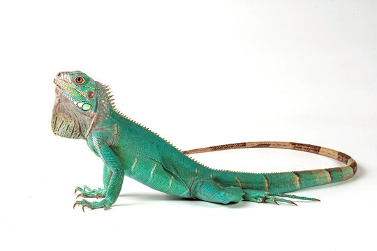 photo of a blue morph iguana on a white background