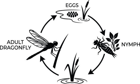 Life cycle of a dragonfly, stages of development from eggs to nymph