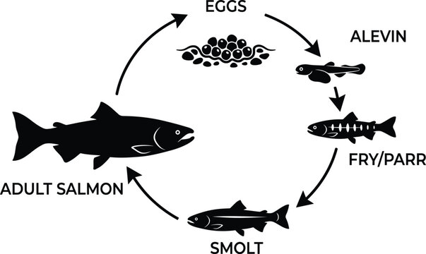 Life cycle of salmon, fish stages from eggs to alevin