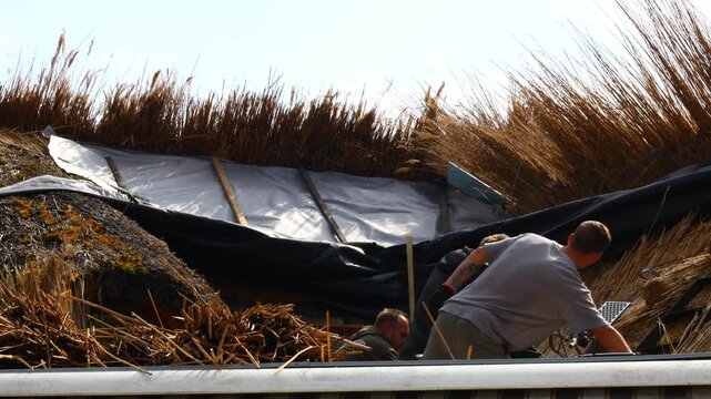 workers placing bundled thatch onto traditional hungarian roof structure with layered reed materials and manual positioning forming a clear scene of historic rural construction technique