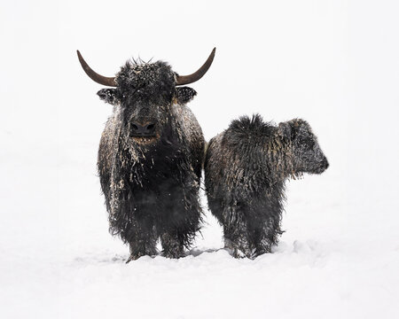 Yak