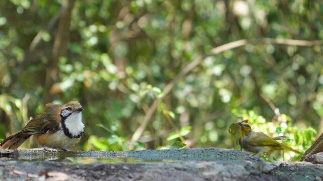 Greater Necklaced Laughingthrush (Garrulax pectoralis) bird drink from ponds during the dry season.  Birdwatching in natural habitats in the forest Thailand. 