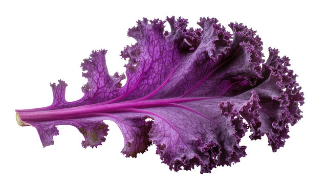 Deep purple ruffled kale leaf with prominent veins, isolated on transparent background