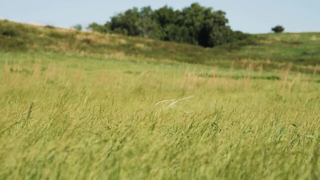 The foothills of the Southern Urals in early summer: the wind stirs the grass in the steppe.