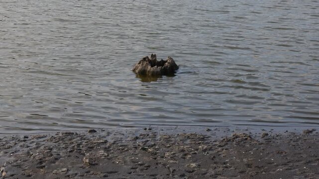 weathered tree stump on lakeshore with gentle surface ripples forming a calm waterside scene focused on natural textures, shallow edge conditions and quiet outdoor environment