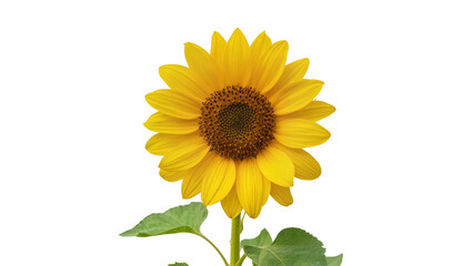Obraz premium Bright yellow sunflower with brown center and green leaves, isolated on transparent background