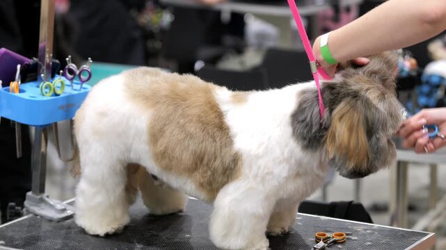 Small dog gets groomed on table. Groomer trims fur with clippers. Dog stands still during styling. Background shows grooming tools and equipment