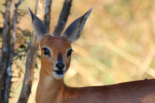 Afrikanischer Steinbock / Steenbok / Raphicerus campestris
