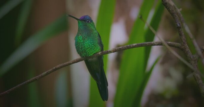 Thalurania glaucopis (Violet-capped woodnymph) spreading its wings and teil While Perched on Branch in Rainforest - Tropical Bird Behavior Close-Up	