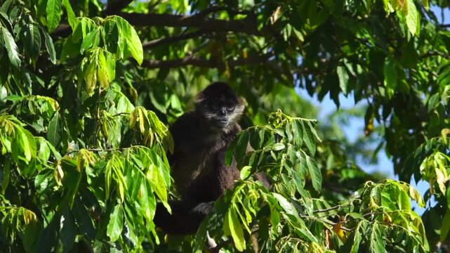 monkey among the trees found in the Nicaragua lagoon