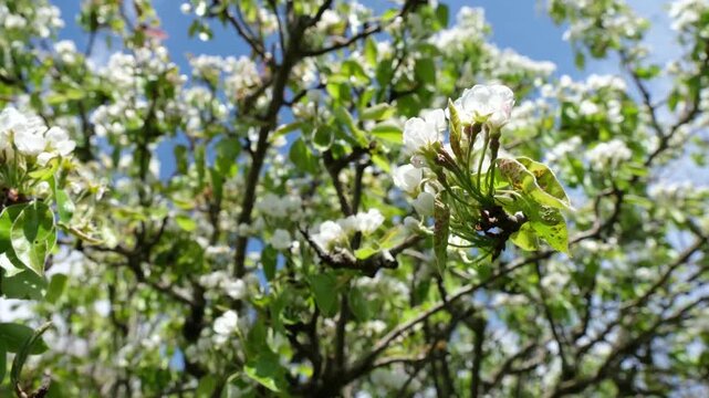 Apple Blossom Tree in Bloom with White Flowers and Green Leaves against Blue Sky in Spring, Handheld Real Time