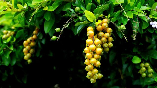 Close-up of Vibrant Yellow Duranta Erecta Berries Swaying in the Breeze - Golden Dewdrop Fruit Clusters in Lush Green Foliage - Tropical Nature and Botanical Garden Scene