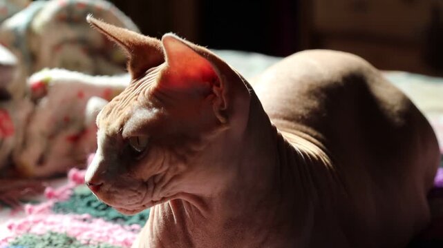 A hairless cat relaxes on a soft blanket, paws curled up